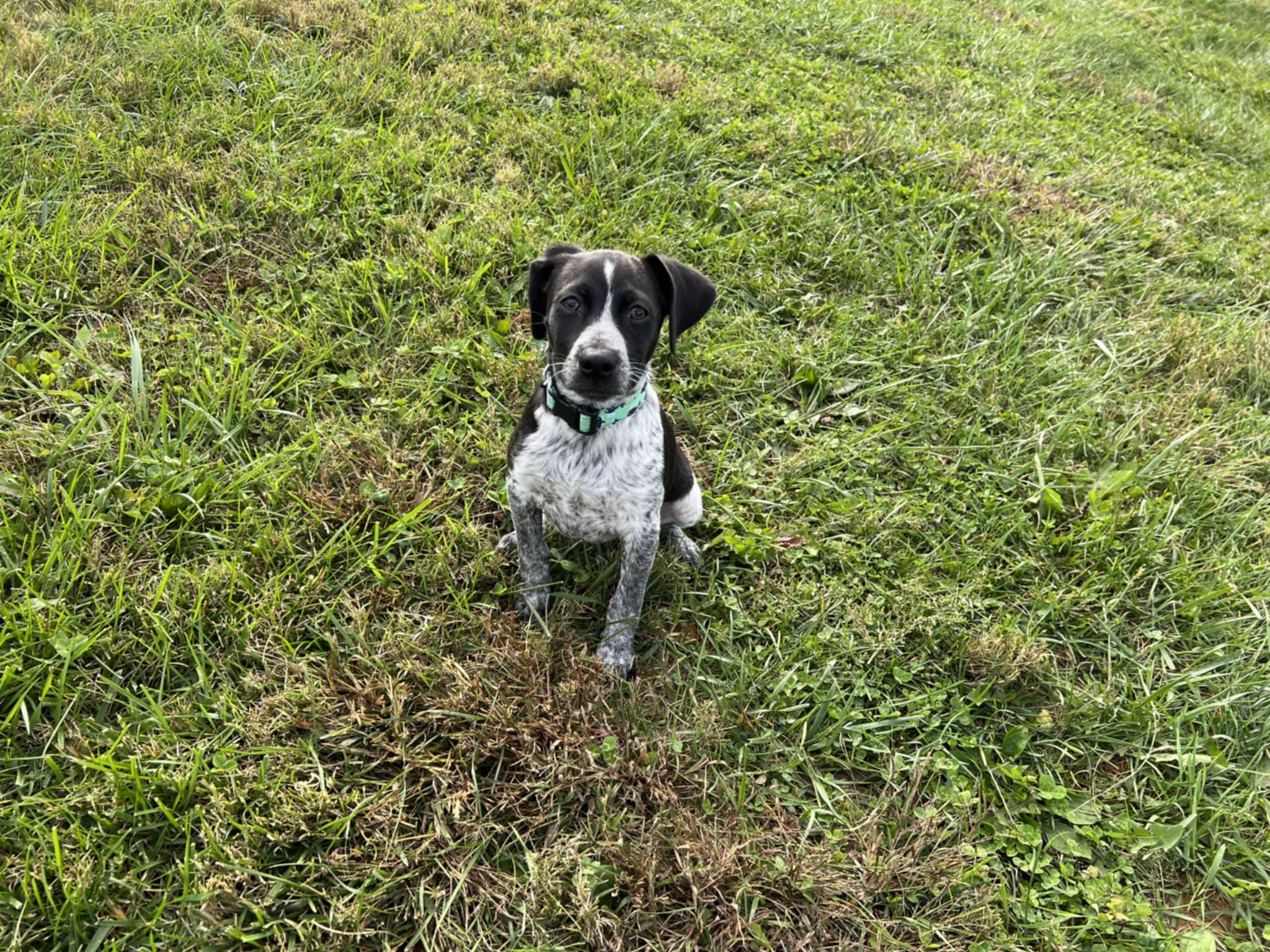 Mack, an adopted mixed breed in Shelbyville, KY image 1/5