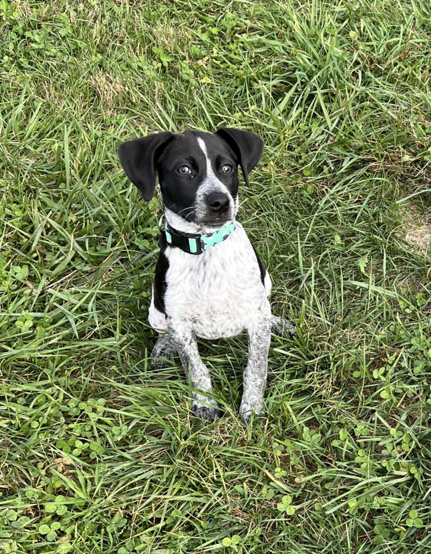 Mack, an adopted mixed breed in Shelbyville, KY image 3/5