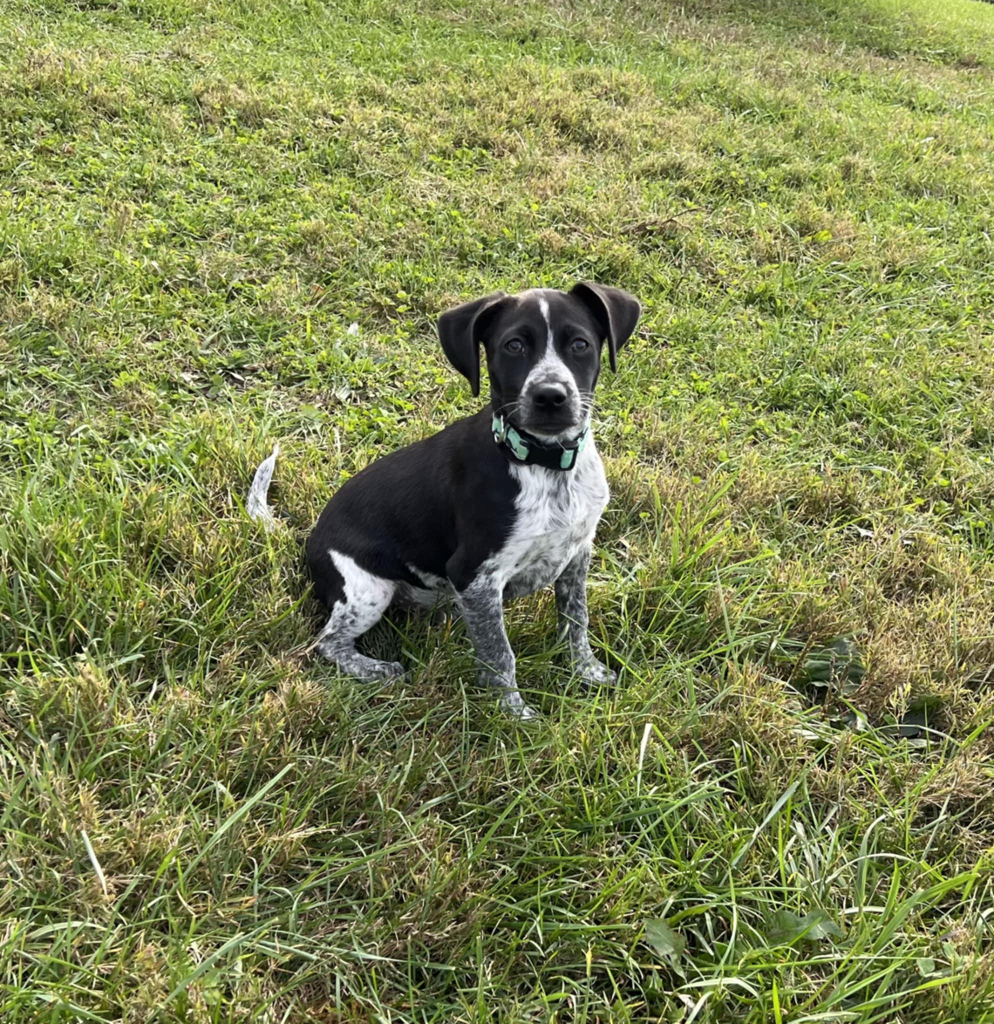 Mack, an adopted mixed breed in Shelbyville, KY image 4/5