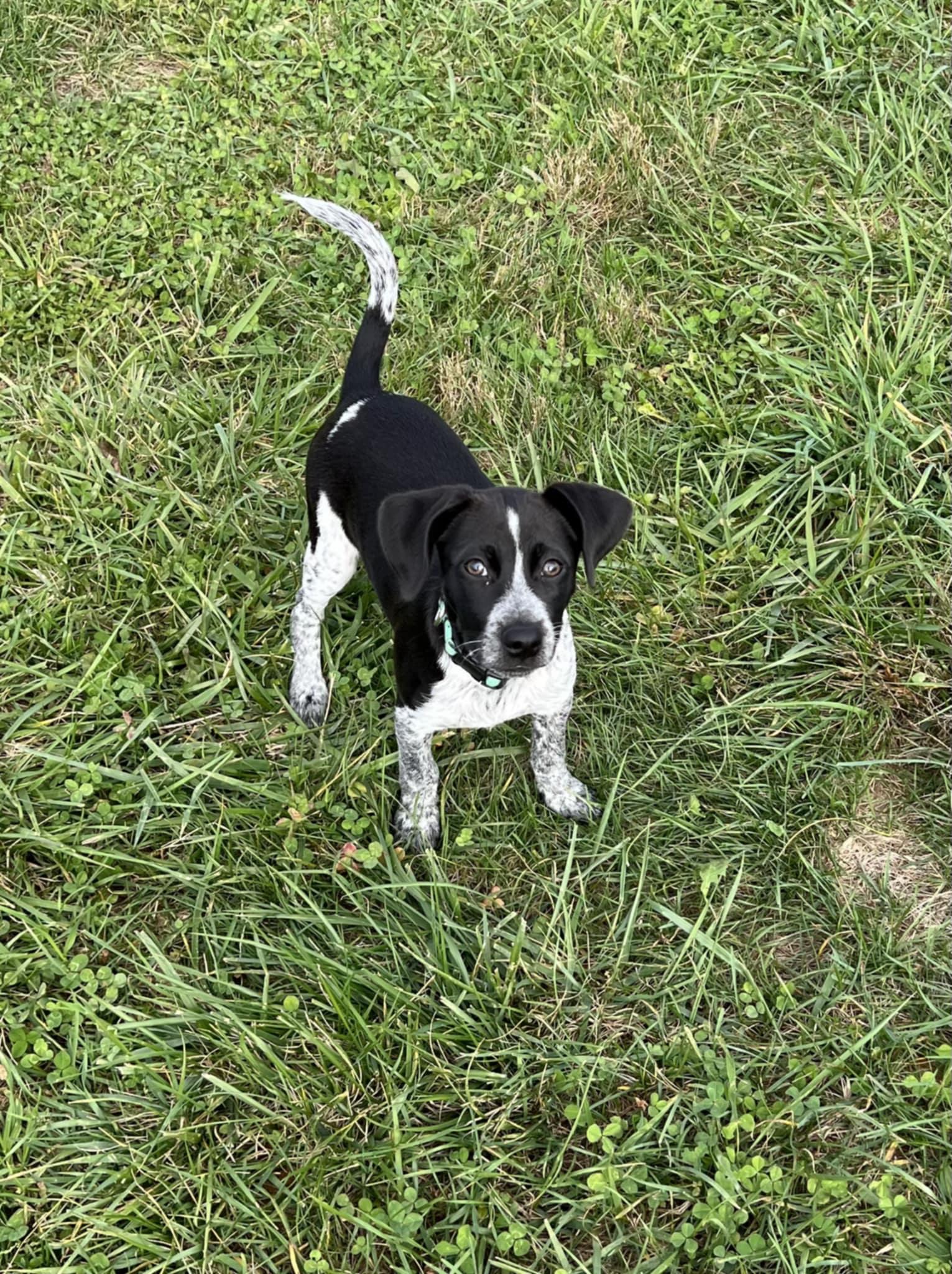 Mack, an adopted mixed breed in Shelbyville, KY image 5/5
