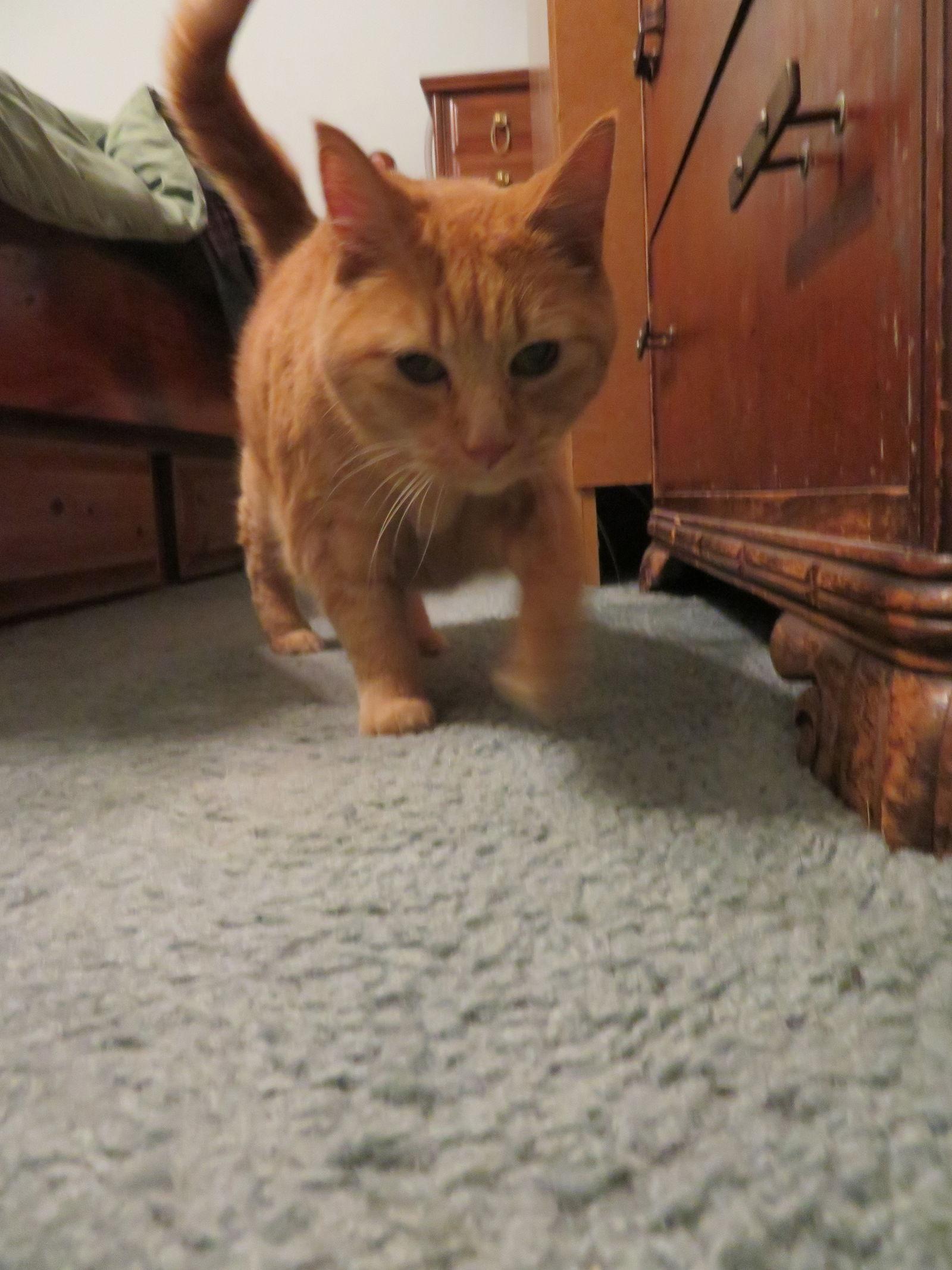 Majestic, Adoptable, Senior Female Domestic Short Hair.