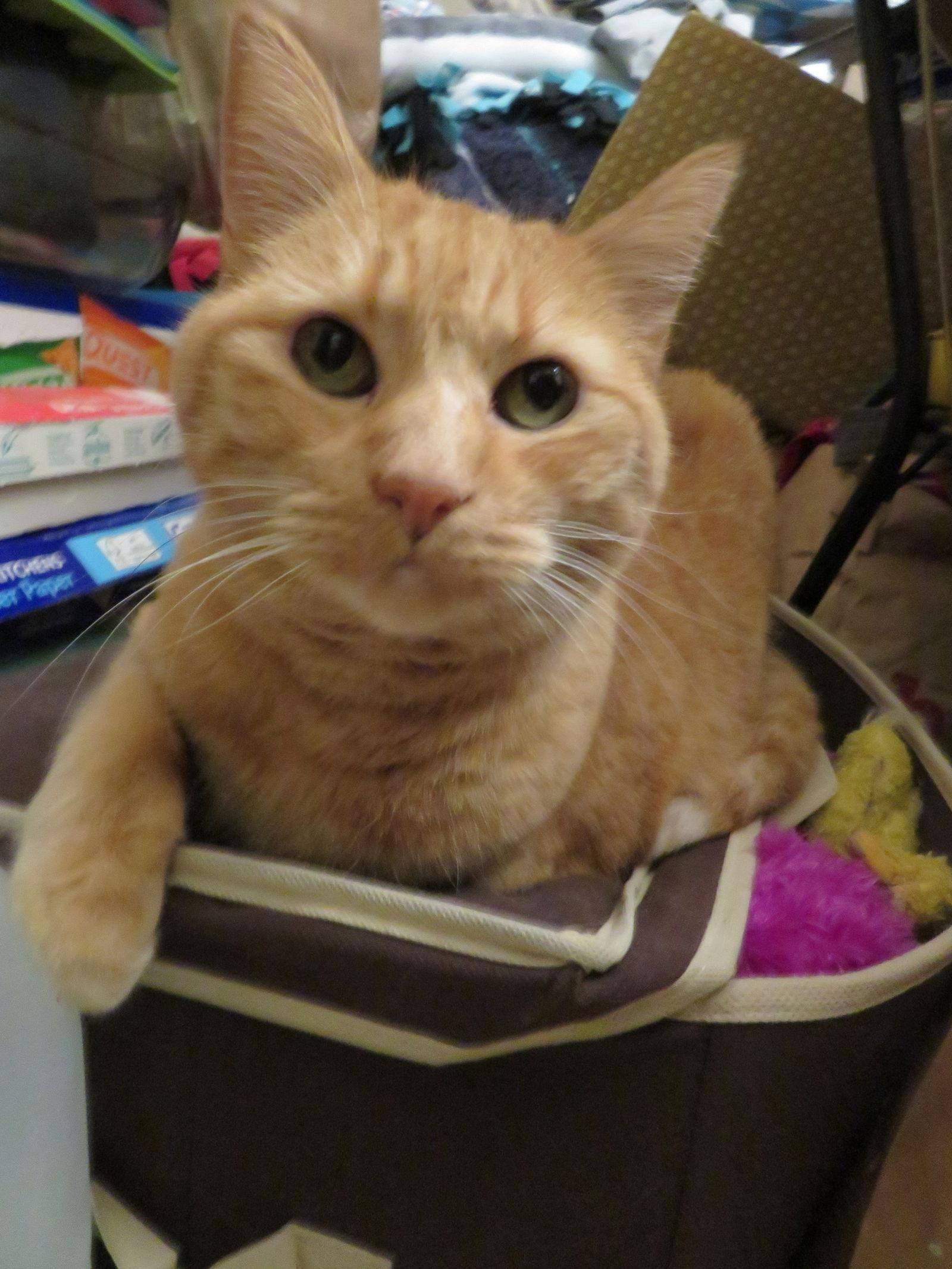 Enlarge Majestic, a Adoptable Domestic Short Hair in Minneapolis, MN image 2/3