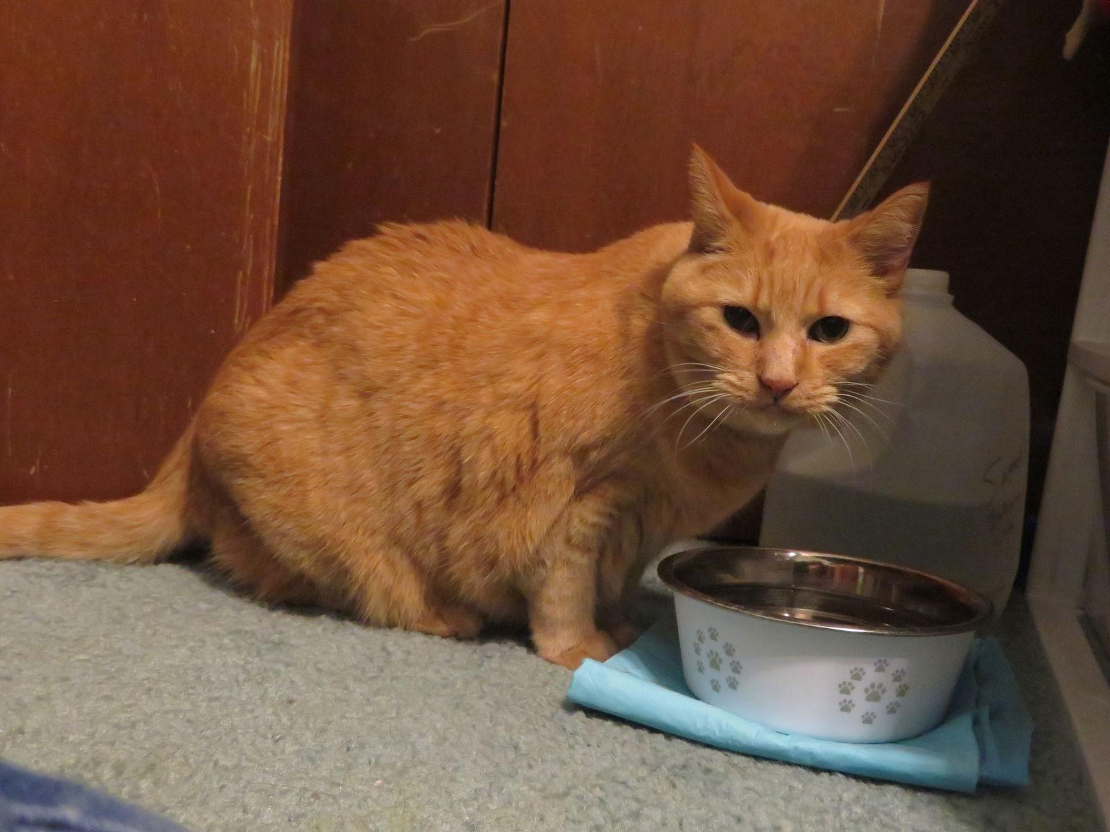 Enlarge Majestic, a Adoptable Domestic Short Hair in Minneapolis, MN image 3/3