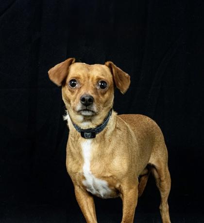 Lucky, Adoptable, Adult Male Chihuahua & Mixed Breed.
