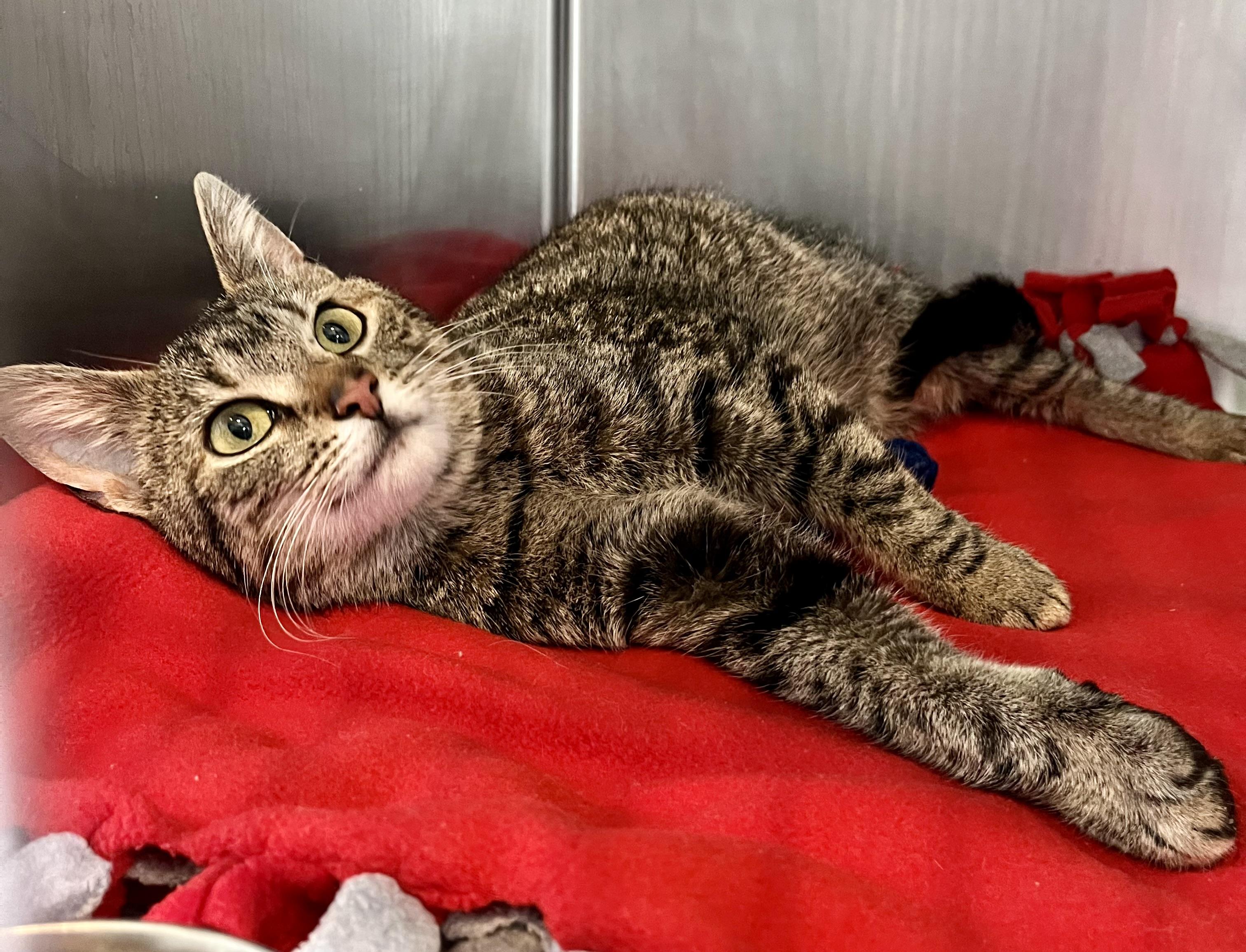 Enlarge Contsanze, an adoptable Domestic Short Hair in Seville, OH image 2/3