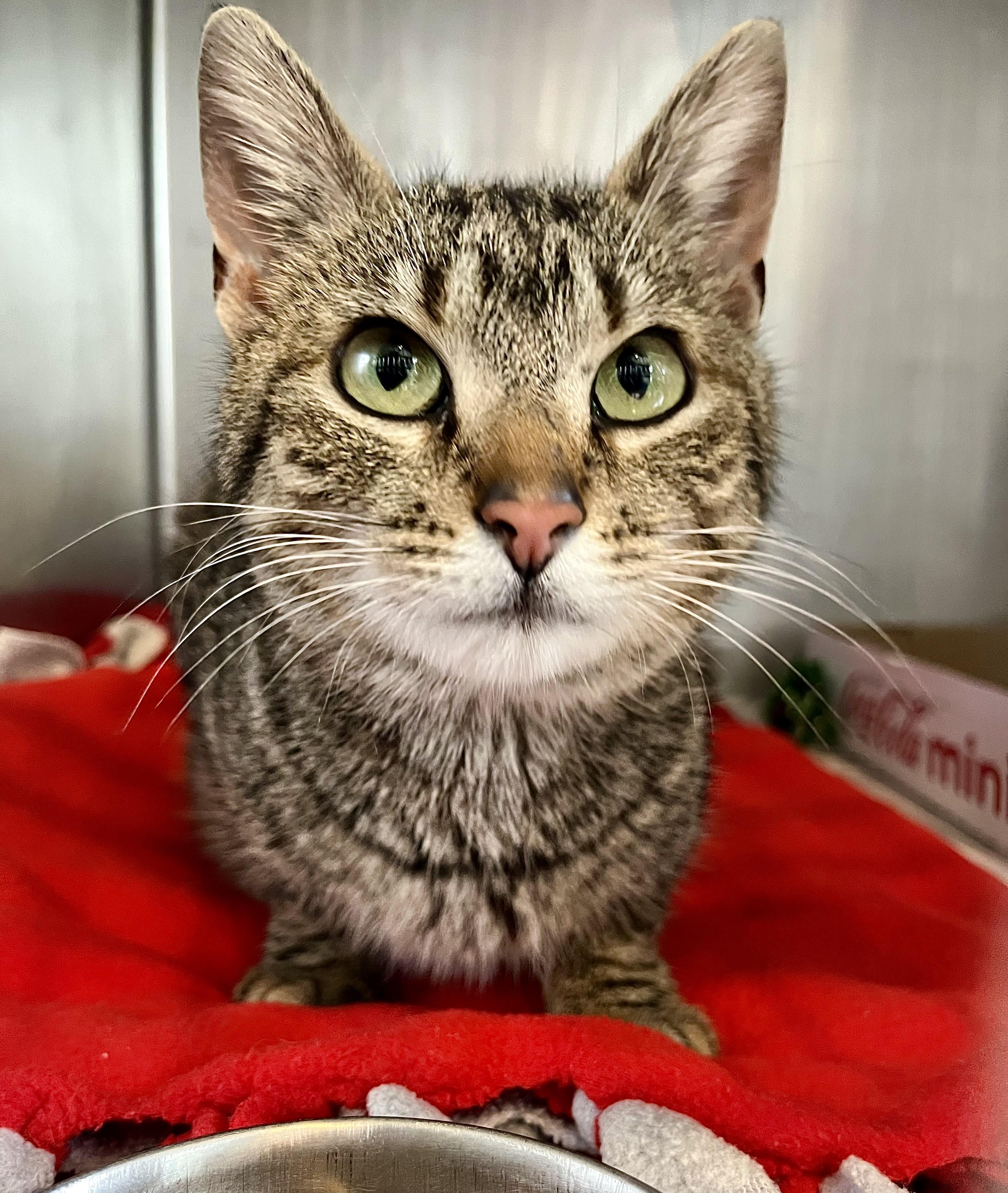 Enlarge Contsanze, an adoptable Domestic Short Hair in Seville, OH image 3/3