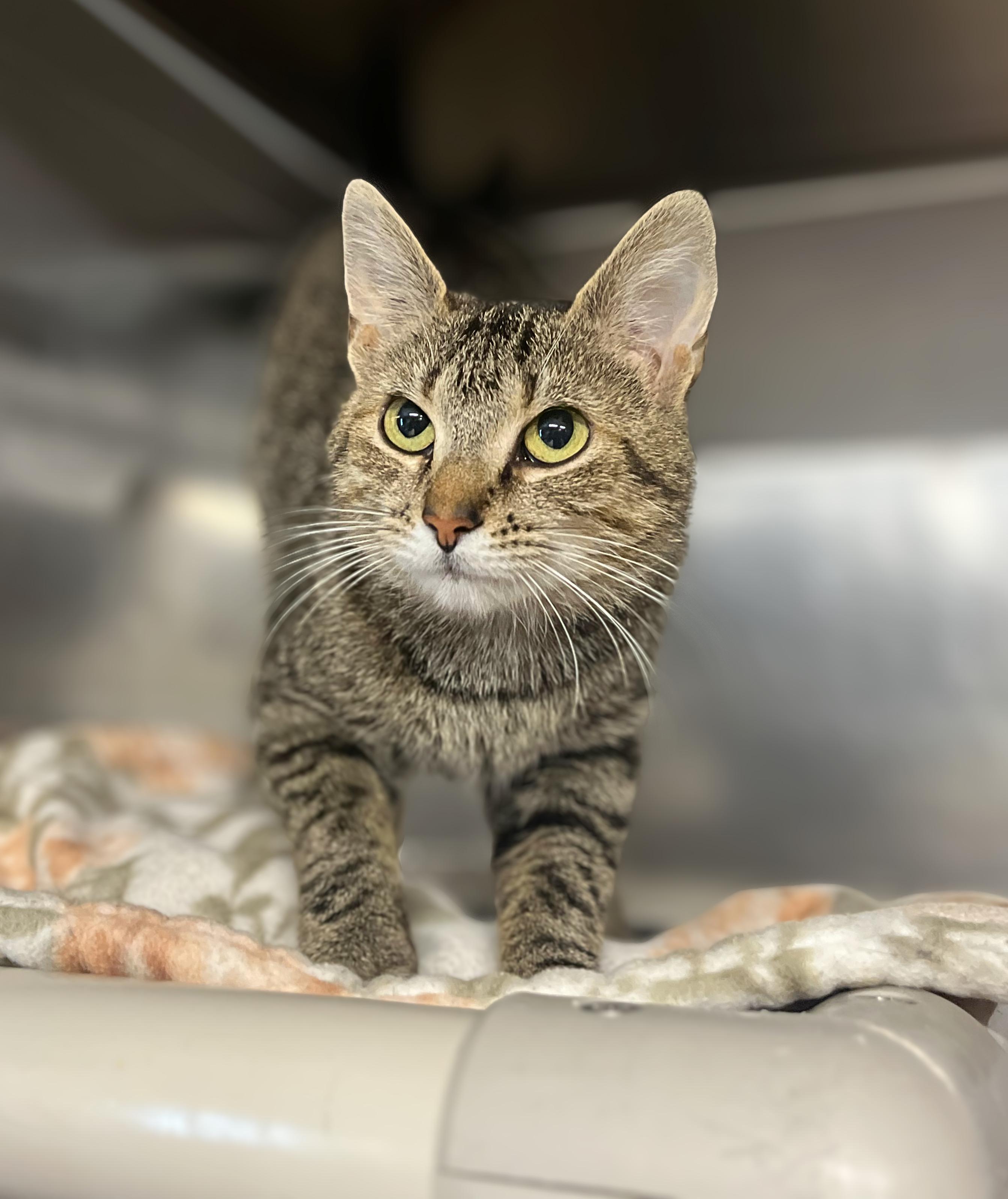 Enlarge Contsanze, an adoptable Domestic Short Hair in Seville, OH image 1/3