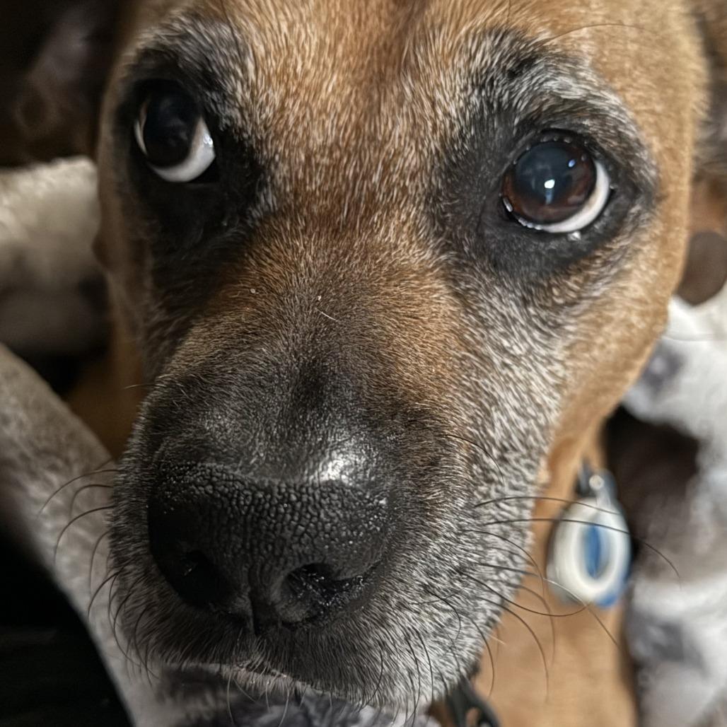 Enlarge Rocky, a Adoptable mixed breed in Chico, CA image 1/6