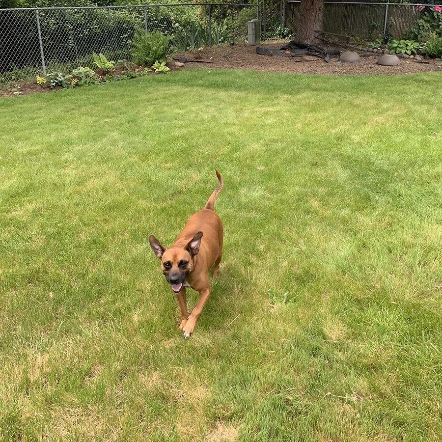 Enlarge Rocky, a Adoptable mixed breed in Chico, CA image 2/6