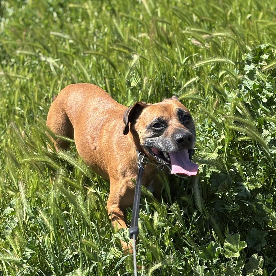 Enlarge Rocky, a Adoptable mixed breed in Chico, CA image 5/6