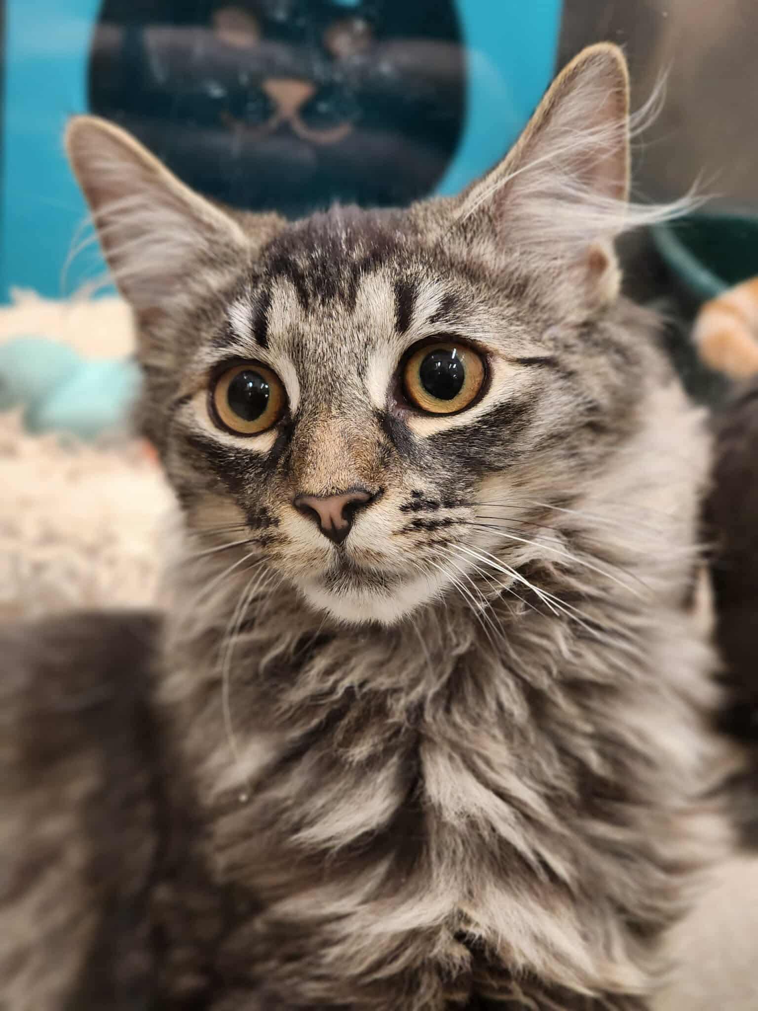 Enlarge Boo, a Adopted Domestic Long Hair in Sterling, VA image 2/5