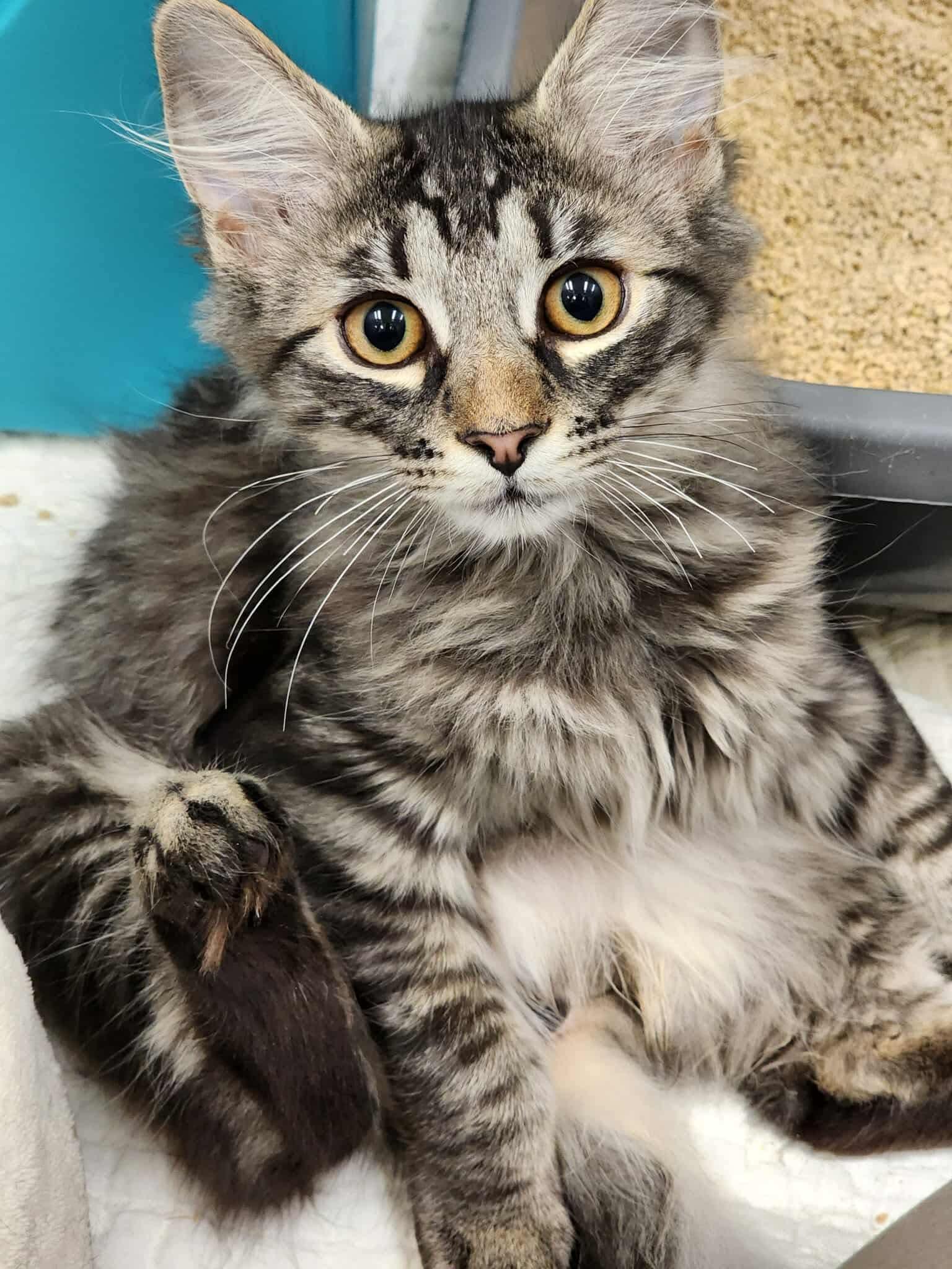 Enlarge Boo, a Adopted Domestic Long Hair in Sterling, VA image 4/5