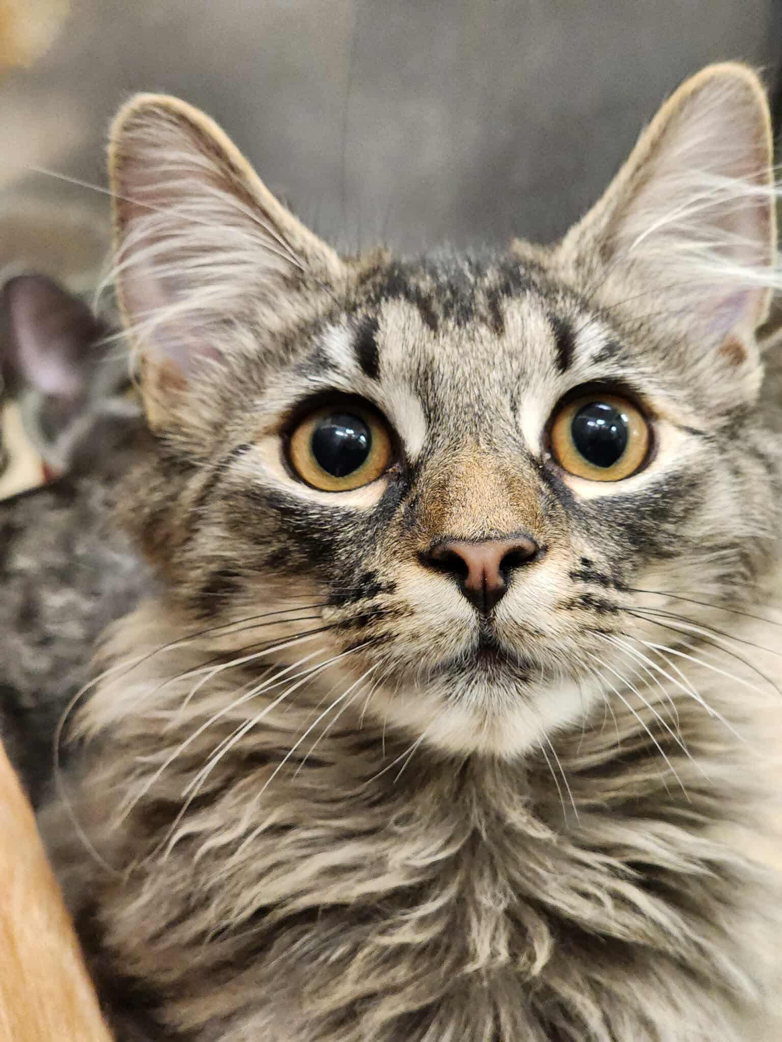 Boo, Adopted, Kitten Male Domestic Long Hair.