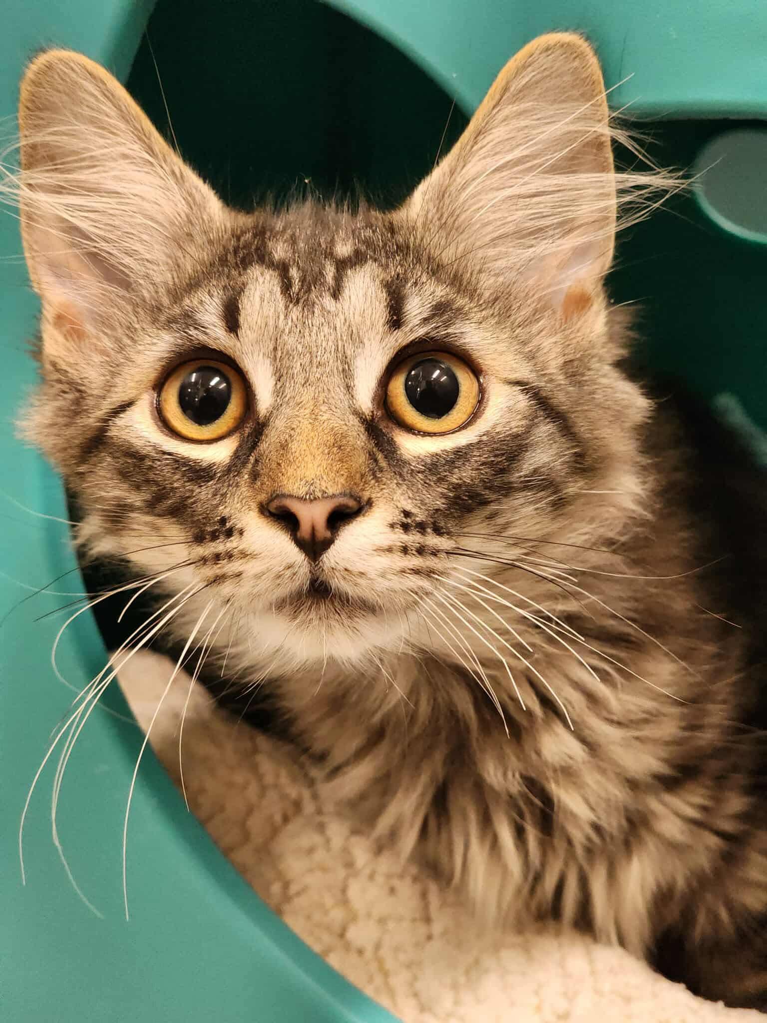 Enlarge Boo, a Adopted Domestic Long Hair in Sterling, VA image 3/5
