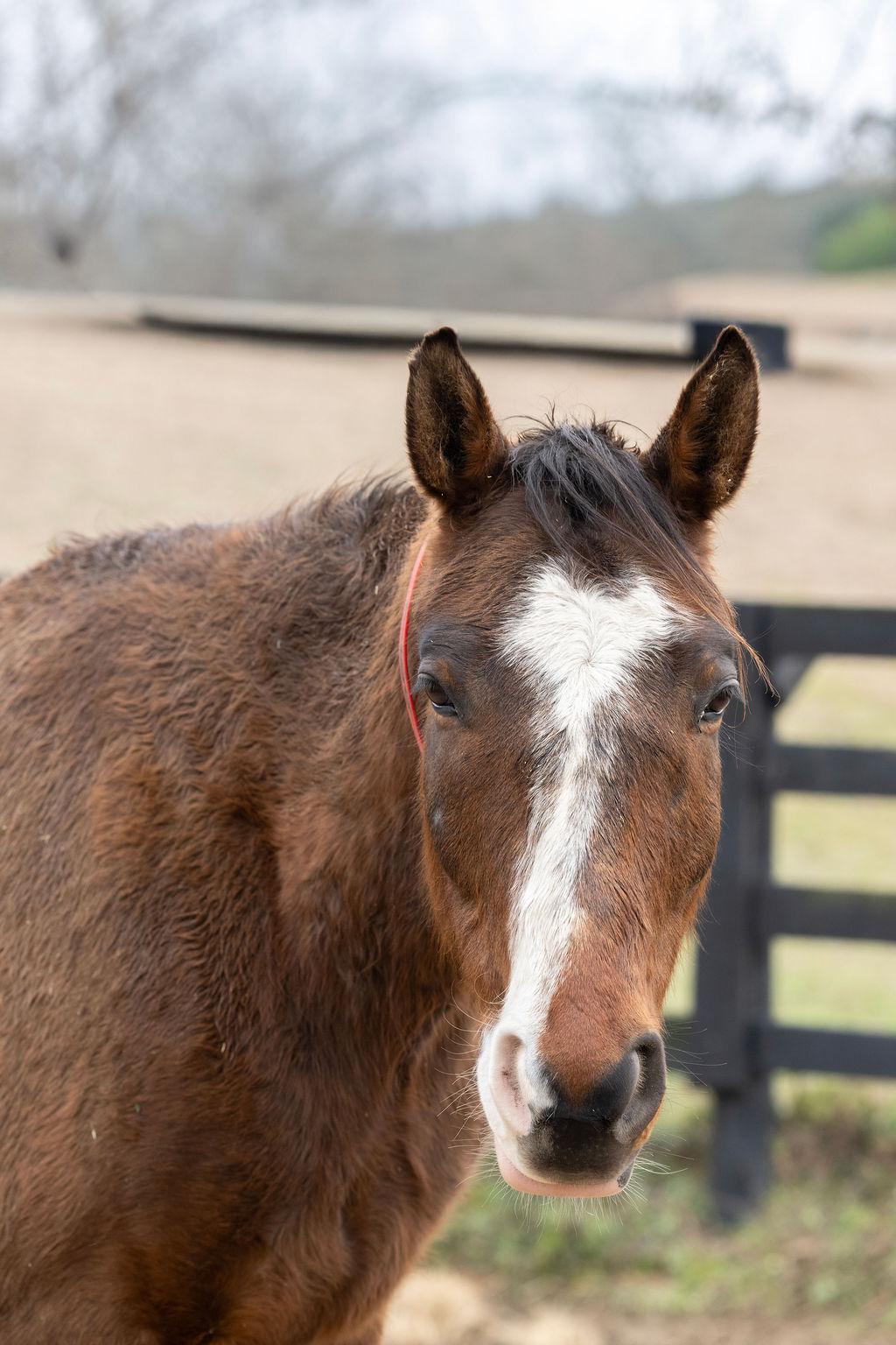Enlarge Rocky, a ADOPTABLE Quarterhorse in Aiken, SC image 1/3