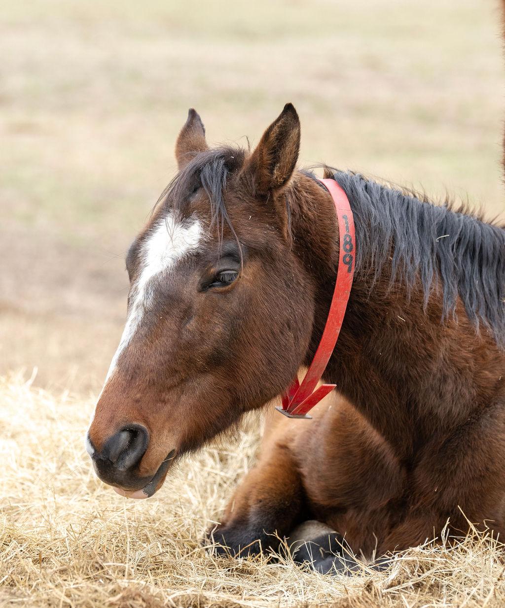 Enlarge Rocky, a ADOPTABLE Quarterhorse in Aiken, SC image 2/3