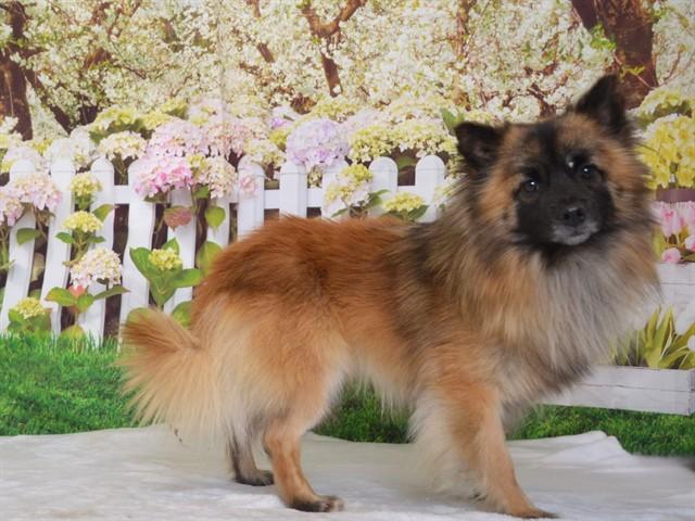 LEON, Adoptable, Young Male Pomeranian & Mixed Breed.