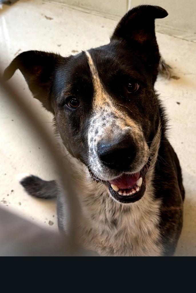 Enlarge BOWSER, a Adoptable Shepherd in Quincy, CA image 1/1