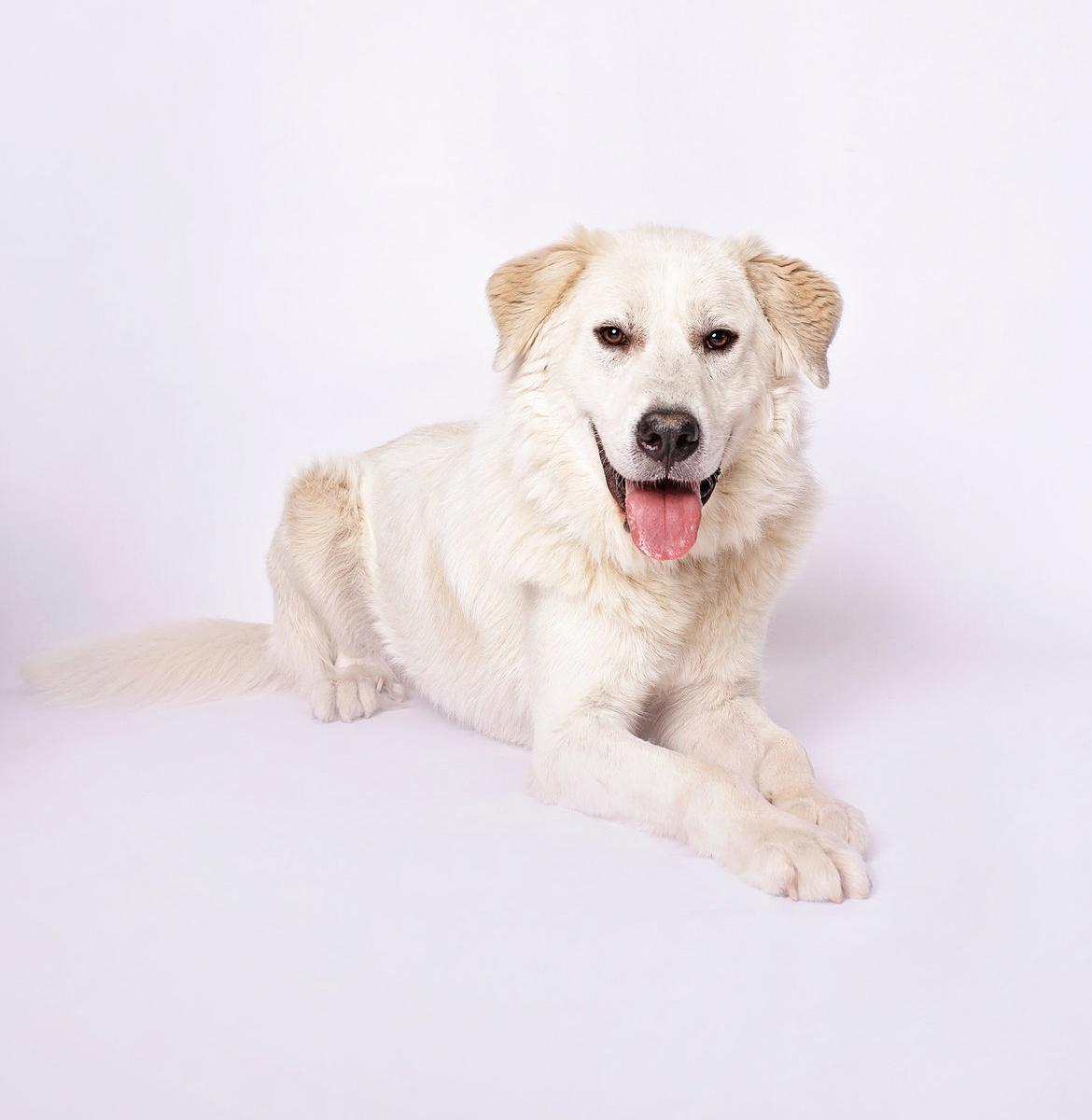 Kent — thumbnail 2