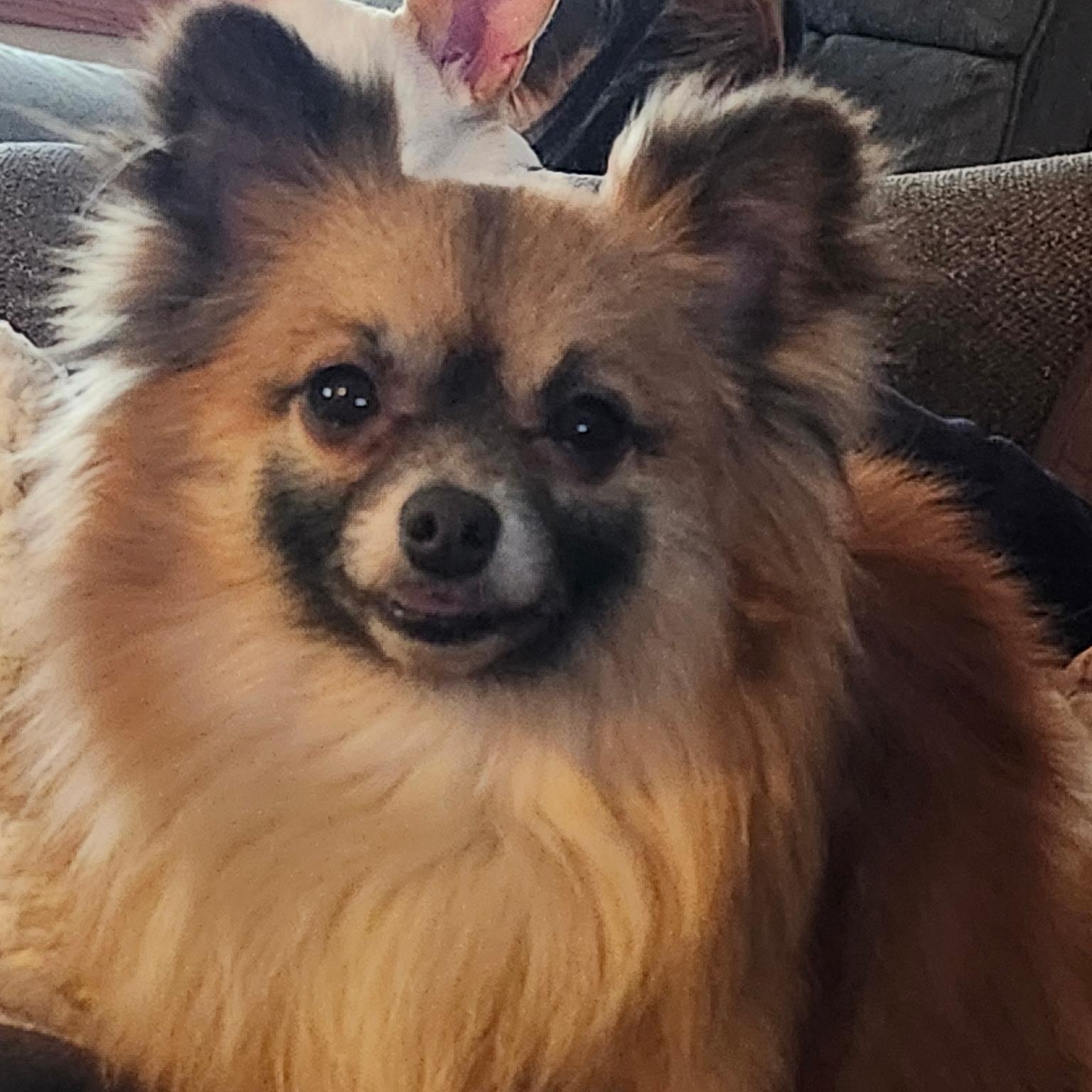 Enlarge Kirby, an adopted mixed breed in Cedar Rapids, IA image 1/6