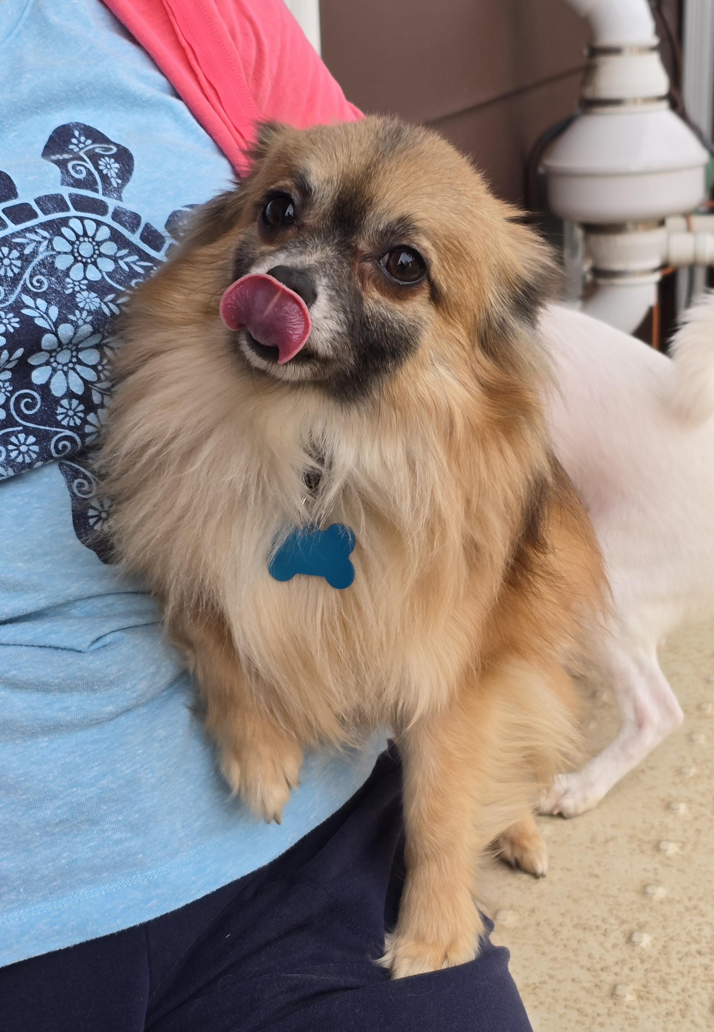 Enlarge Kirby, an adopted mixed breed in Cedar Rapids, IA image 5/6