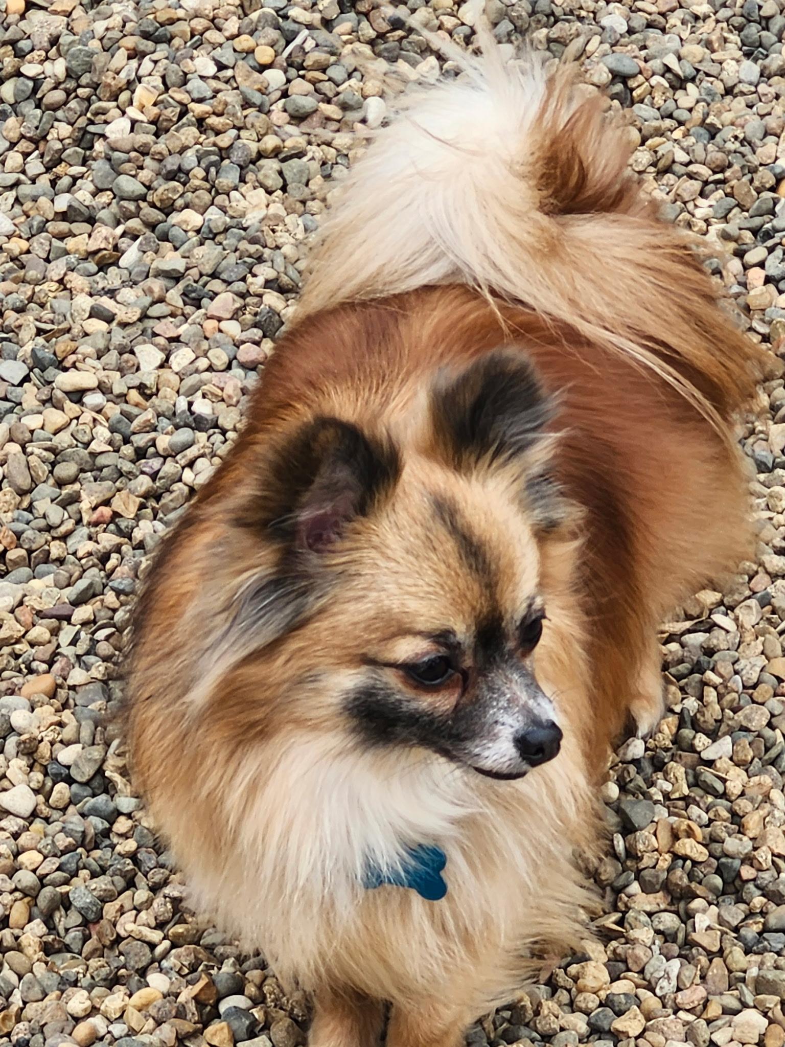 Enlarge Kirby, an adopted mixed breed in Cedar Rapids, IA image 3/6