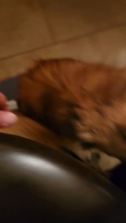 Enlarge Kirby, an adopted mixed breed in Cedar Rapids, IA video 6/6