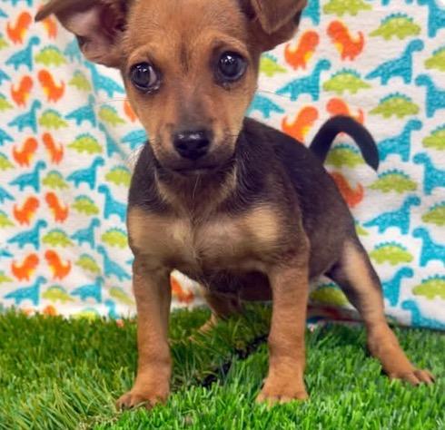 Zoya, Adoptable, Puppy Female Chihuahua & Dachshund.