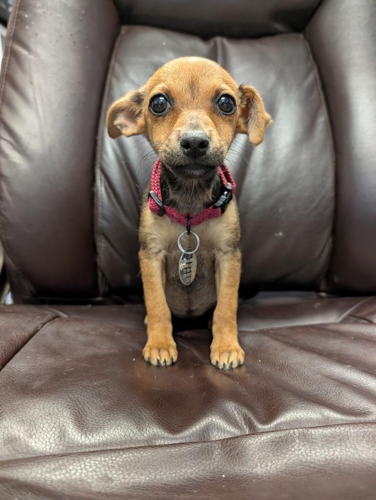 Zoya, a Adoptable mixed breed in Reno, NV image 2/2