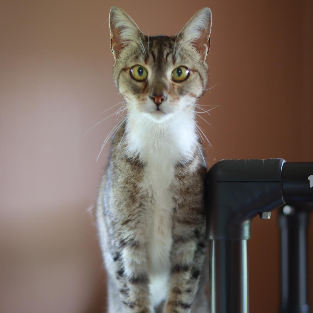 Goku, a Adoptable Domestic Short Hair in Priest River, ID image 1/2