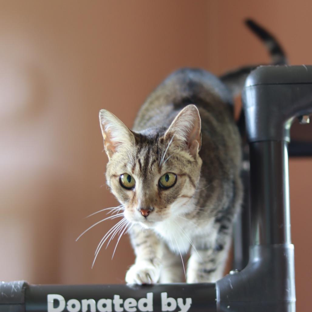 Goku, a Adoptable Domestic Short Hair in Priest River, ID image 2/2