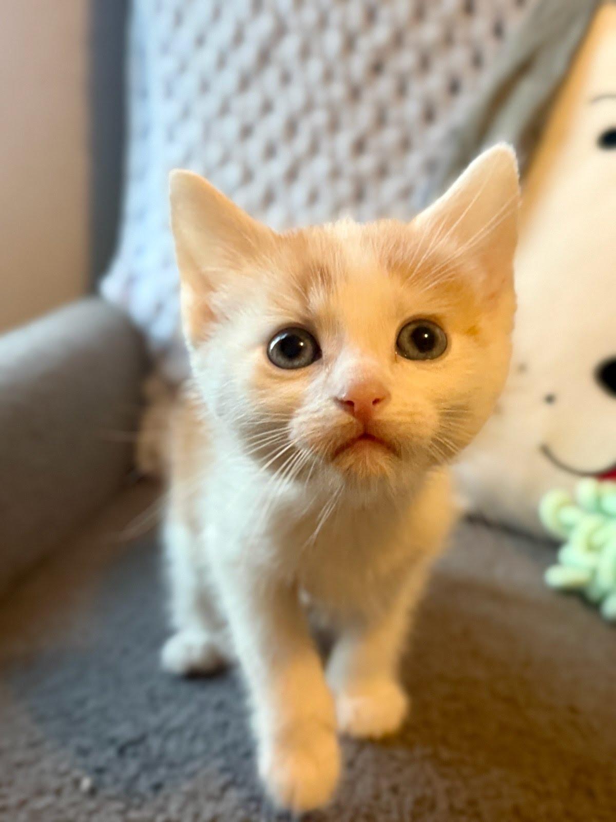 Mango, Adoptable, Kitten Male Domestic Short Hair.