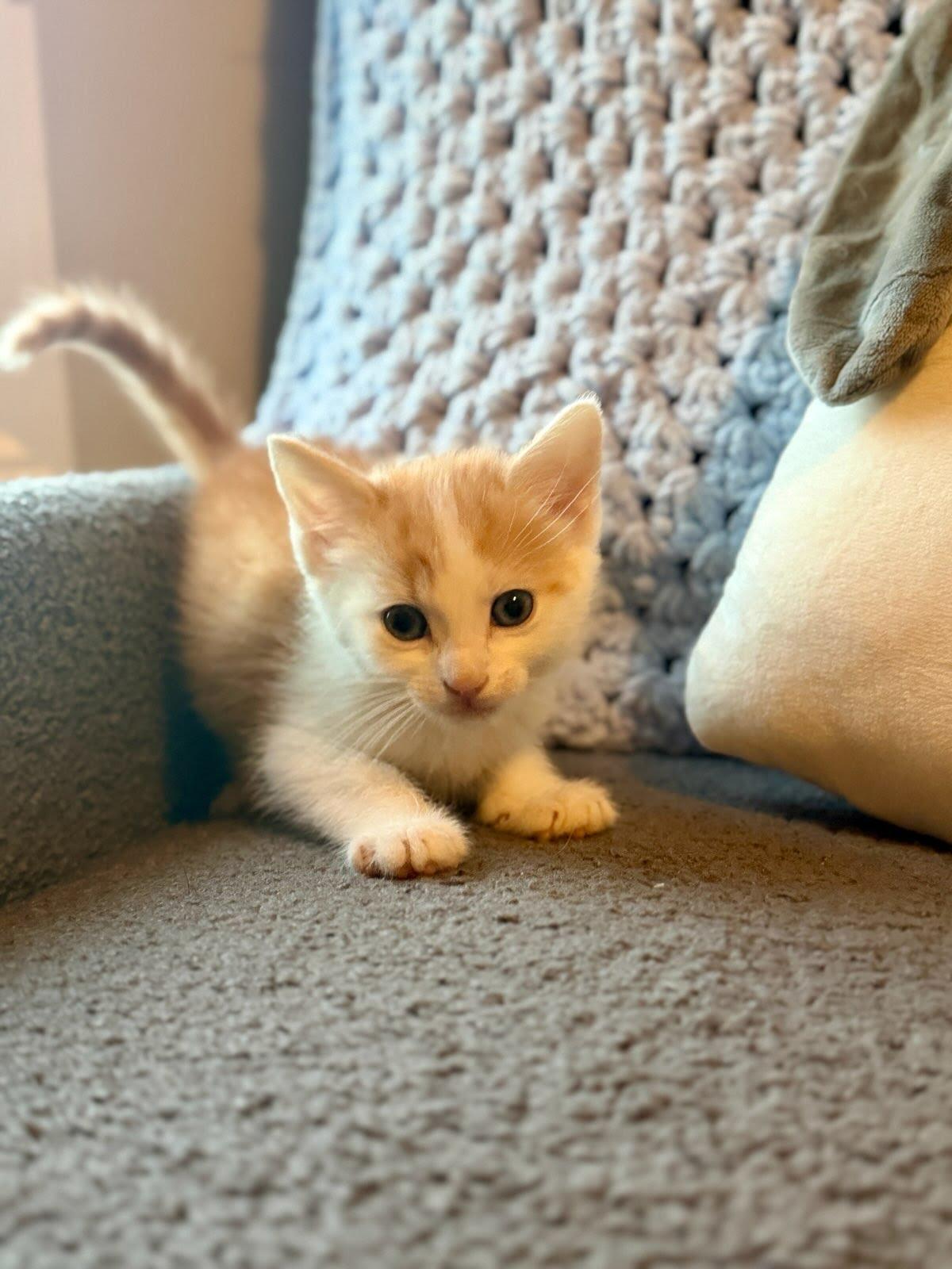 Enlarge Mango, a Adoptable mixed breed in Knoxville, TN image 2/3