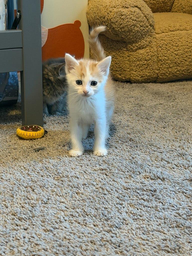 Enlarge Mango, a Adoptable mixed breed in Knoxville, TN image 3/3
