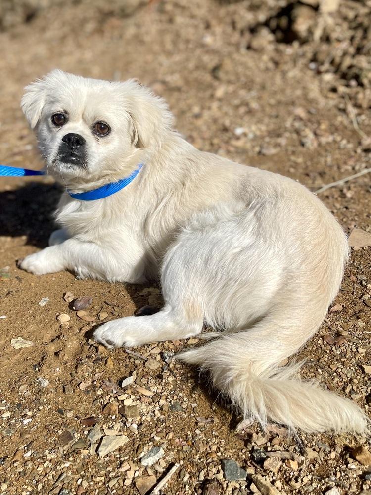 Mr. Muffins, a Adoptable mixed breed in Jamestown, CA image 1/3