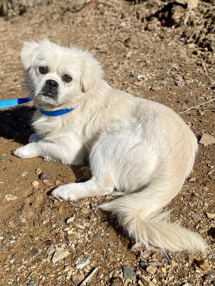 Mr. Muffins, a Adoptable mixed breed in Jamestown, CA image 3/3