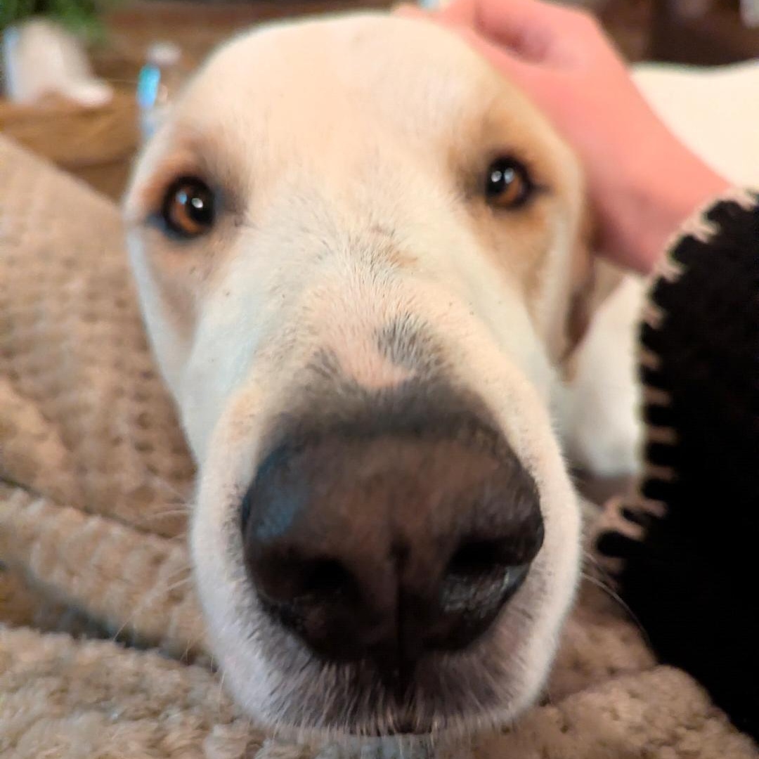 Enlarge Mitch, a Adoptable mixed breed in Bernardsville, NJ image 4/6