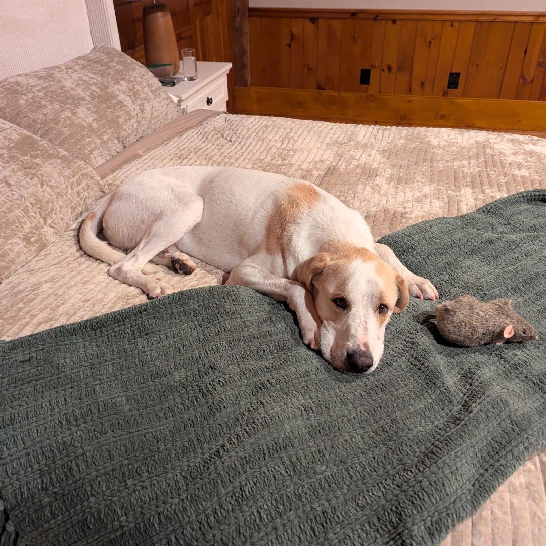 Enlarge Mitch, a Adoptable mixed breed in Bernardsville, NJ image 5/6