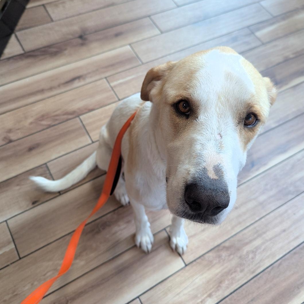 Mitch, Adoptable, Adult Male Great Pyrenees.