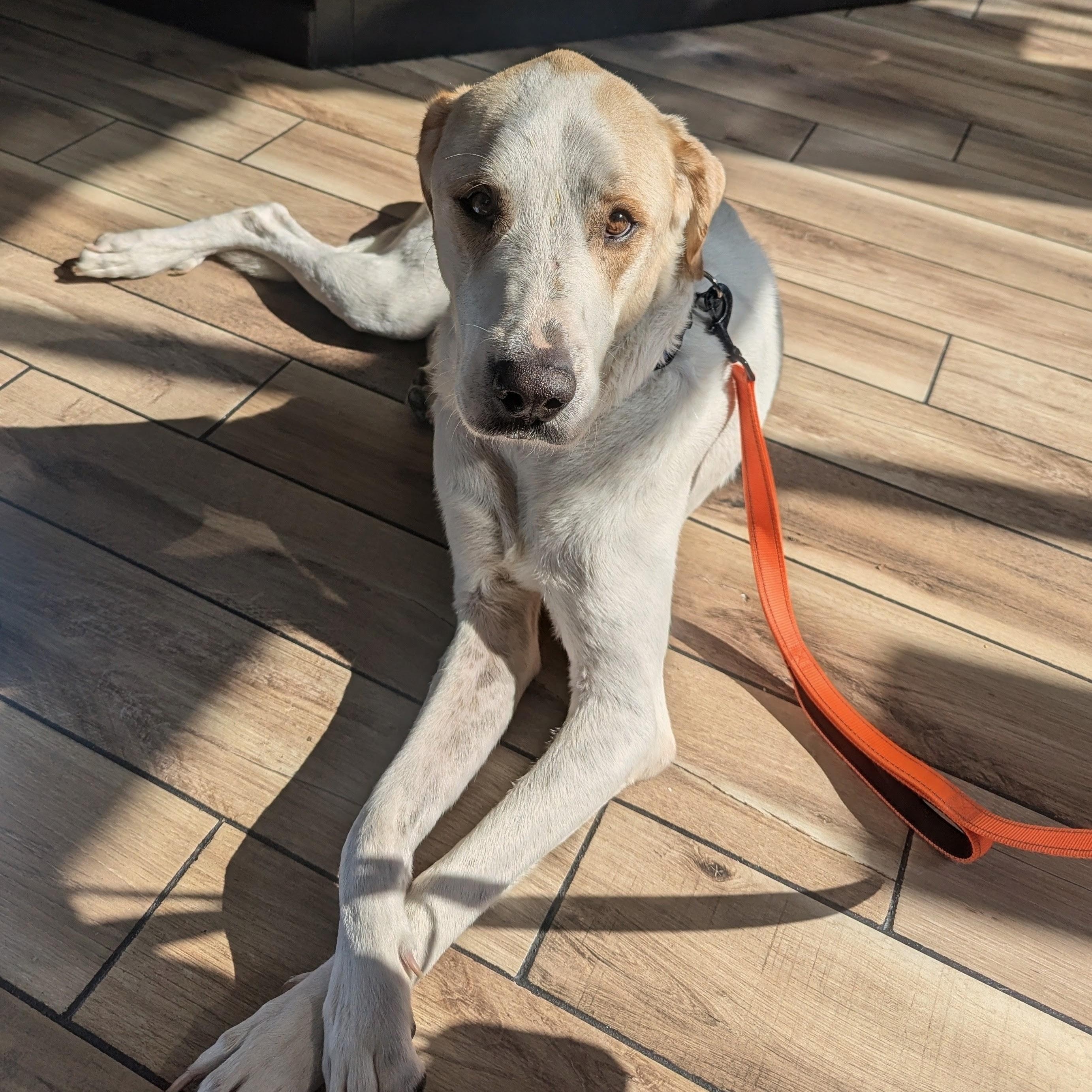 Enlarge Mitch, a Adoptable mixed breed in Bernardsville, NJ image 2/6