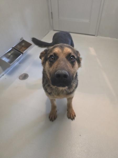 Hopper, Adoptable, Adult Male Mixed Breed.