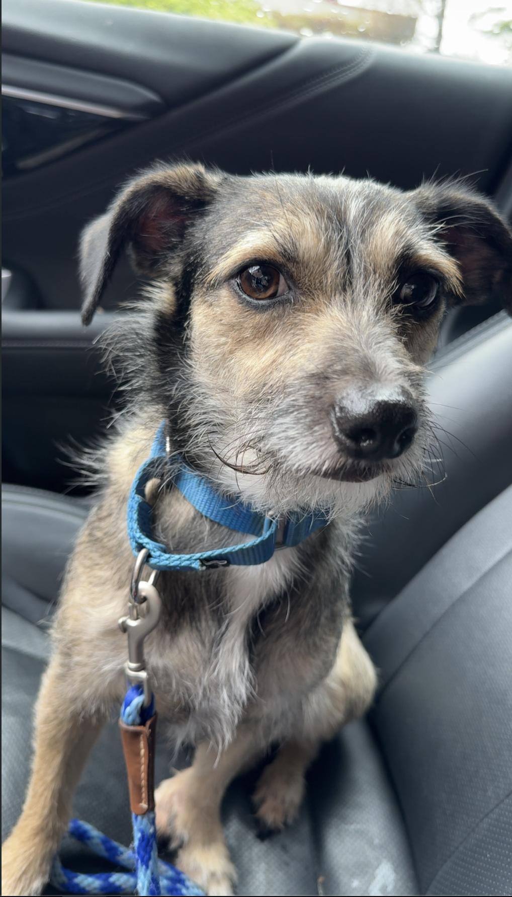 Rocky, adoptable, Adult Male Terrier.