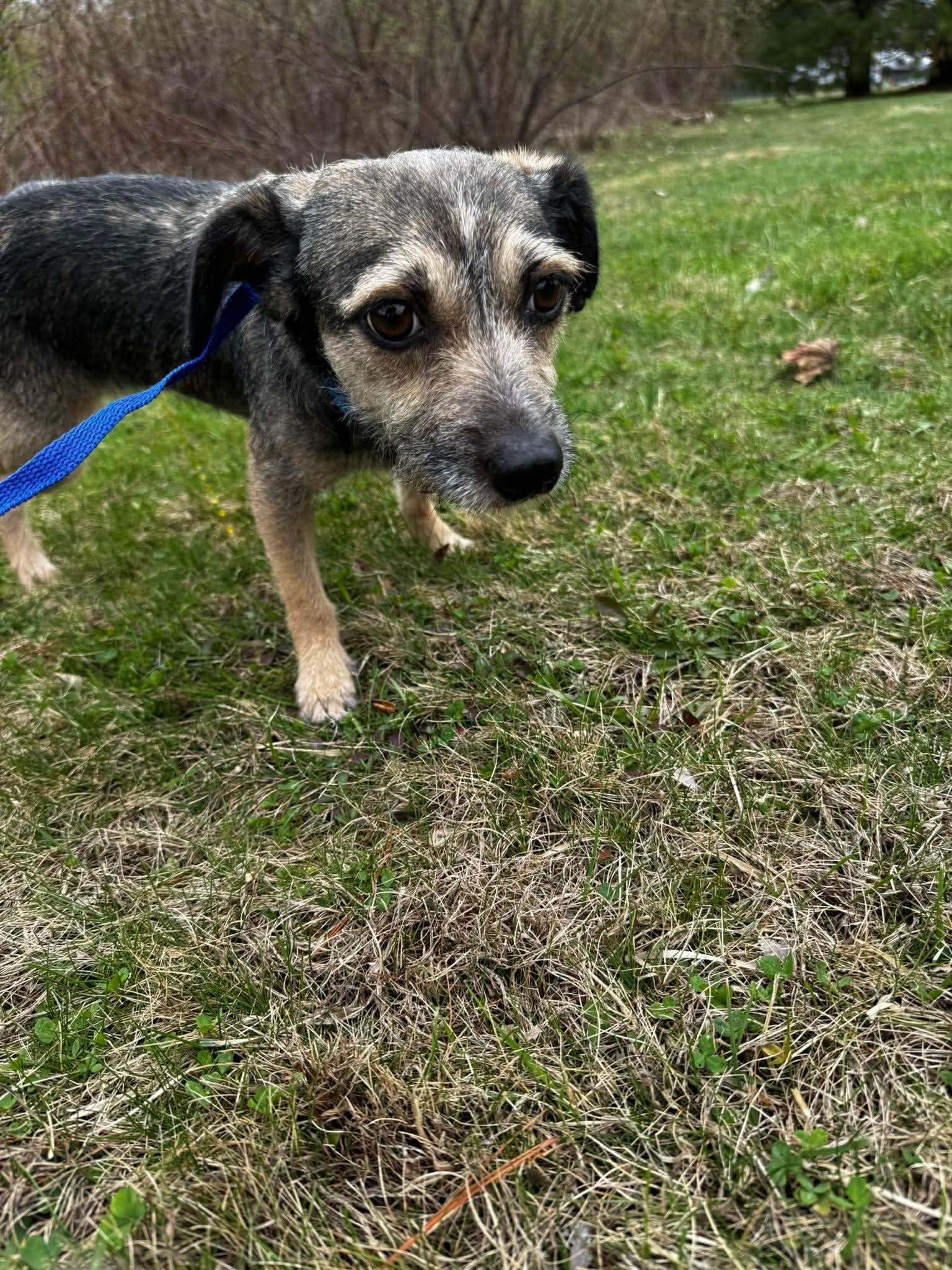 Enlarge Rocky, an adoptable mixed breed in Portland, ME image 4/6