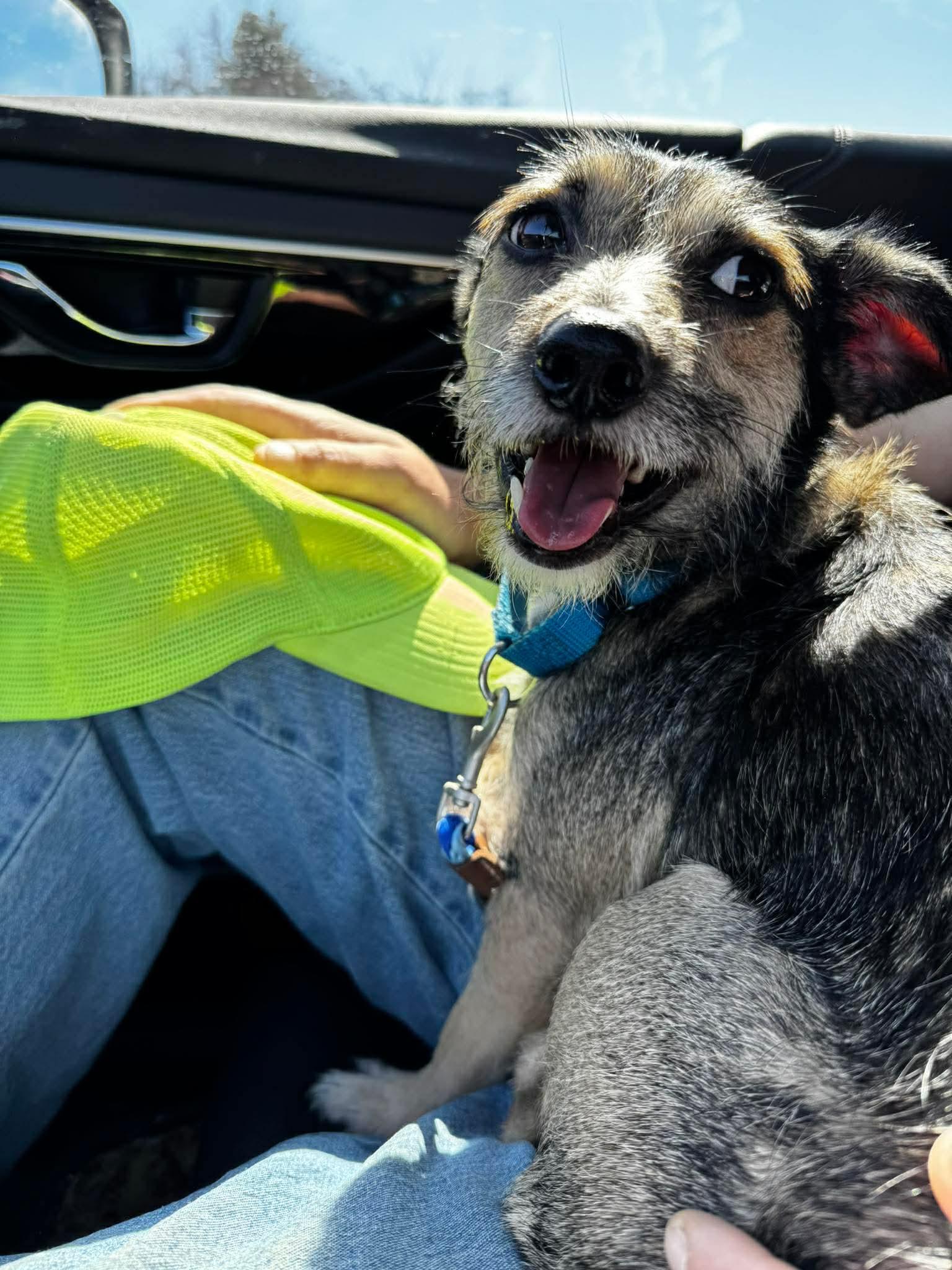 Enlarge Rocky, an adoptable mixed breed in Portland, ME image 2/6