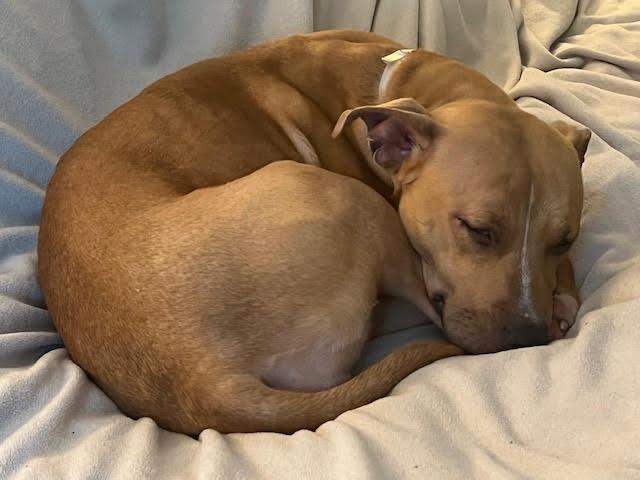 Bitsy, a Adoptable Mixed Breed image 2/6