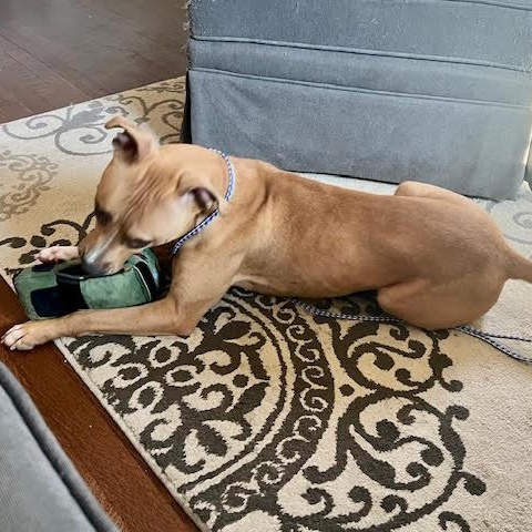 Bitsy, a Adoptable Mixed Breed image 3/6