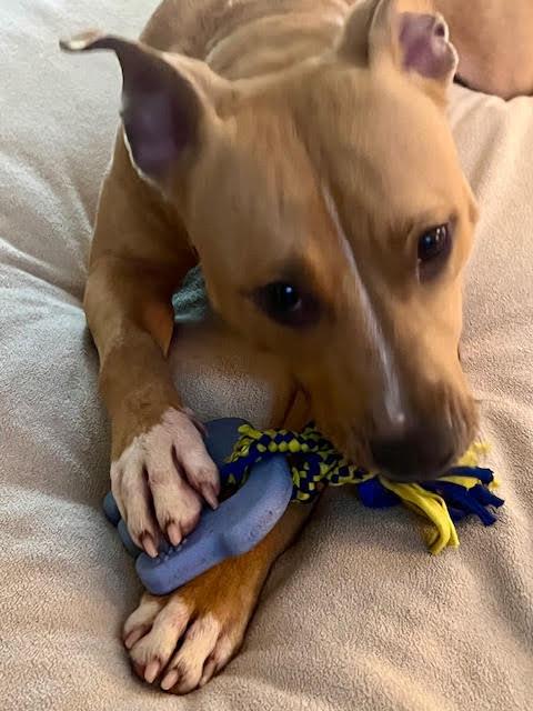 Bitsy, a Adoptable Mixed Breed image 5/6