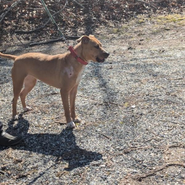 Bitsy, a Adoptable Mixed Breed image 6/6