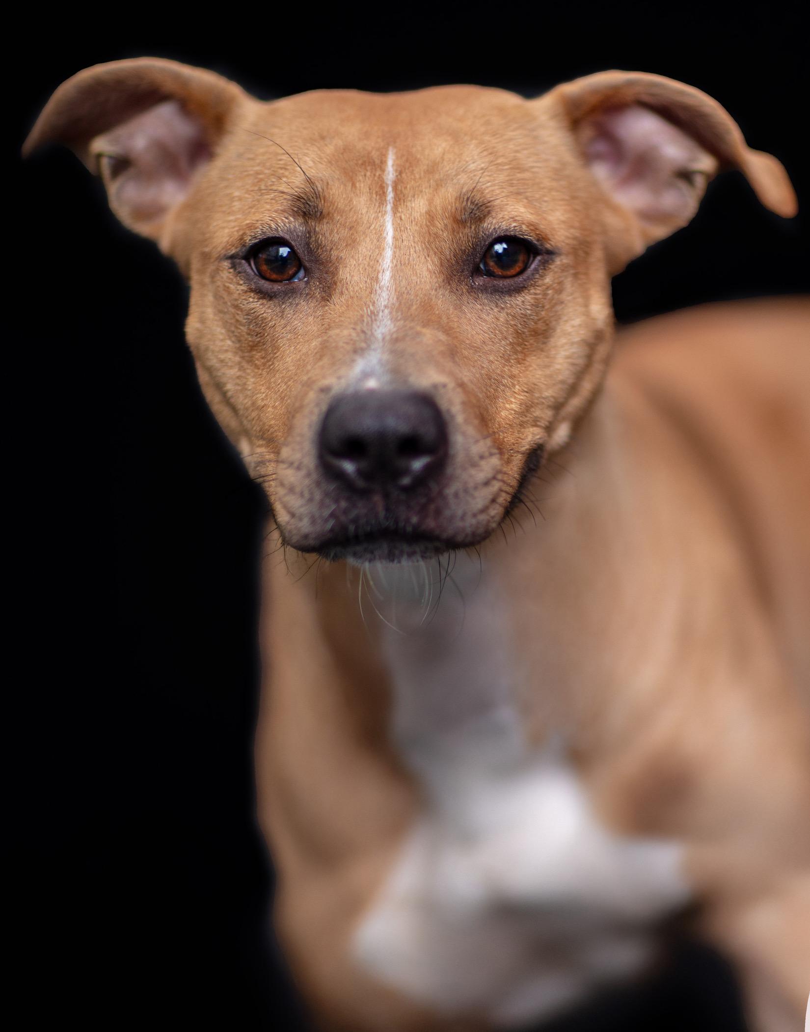 Bitsy, a Adoptable Mixed Breed image 4/6