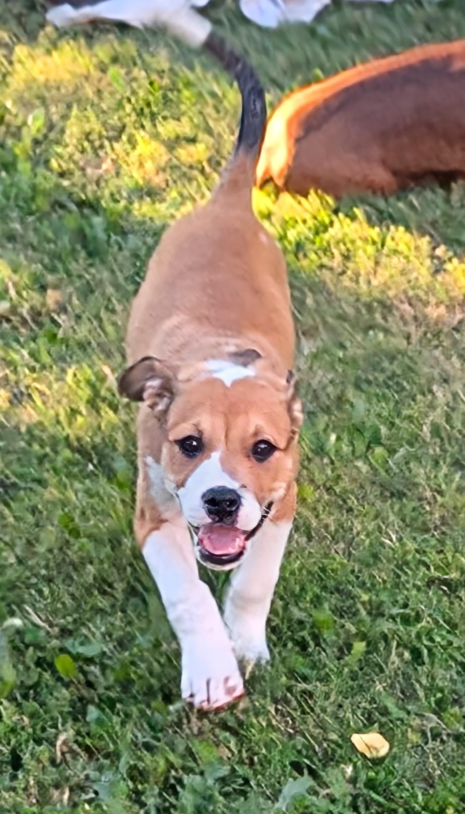 Enlarge ELLA, a Adoptable mixed breed in Portland, OR image 5/6